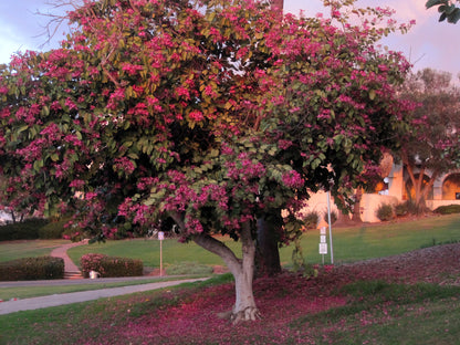 Bauhinia purpurea - orchid tree (Square vase 9x9x20 cm)