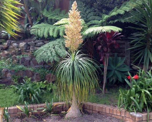 Beaucarnea (sin. Nolina) gracilis  - pianta mangiafumo (Vaso quadro 7x7x10 cm)