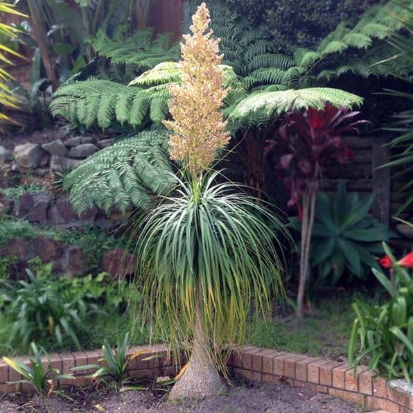 Beaucarnea (sin. Nolina) gracilis  -  zampa di Elefante (Basket 18 cm)