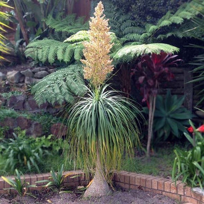 Beaucarnea (sin. Nolina) gracilis  -  zampa di Elefante (Basket 18 cm)