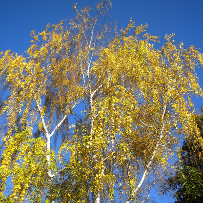 betula-pendula-betulla-bianca-vaso-18-cm