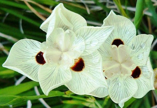 Iris (syn. Dietes) bicolor - bicolor iris, cape iris (18 cm vase)