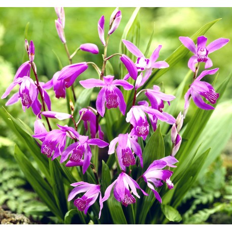 Bletilla striata - bletilla (Square vase 9x9x10 cm)