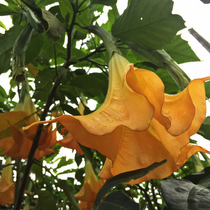 Brugmansia arborea (fiore giallo/arancio) - tromboni d'angelo (Alveolo forestale)