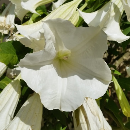 Brugmansia arborea (fiore bianco) - tromboni d'angelo (Alveolo forestale)