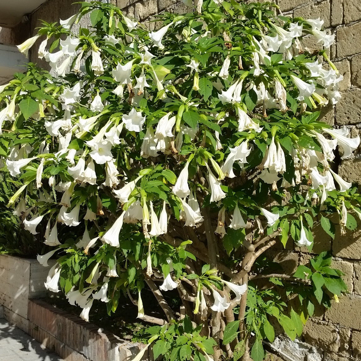 Brugmansia arborea (fiore bianco) - tromboni d'angelo (Alveolo forestale)