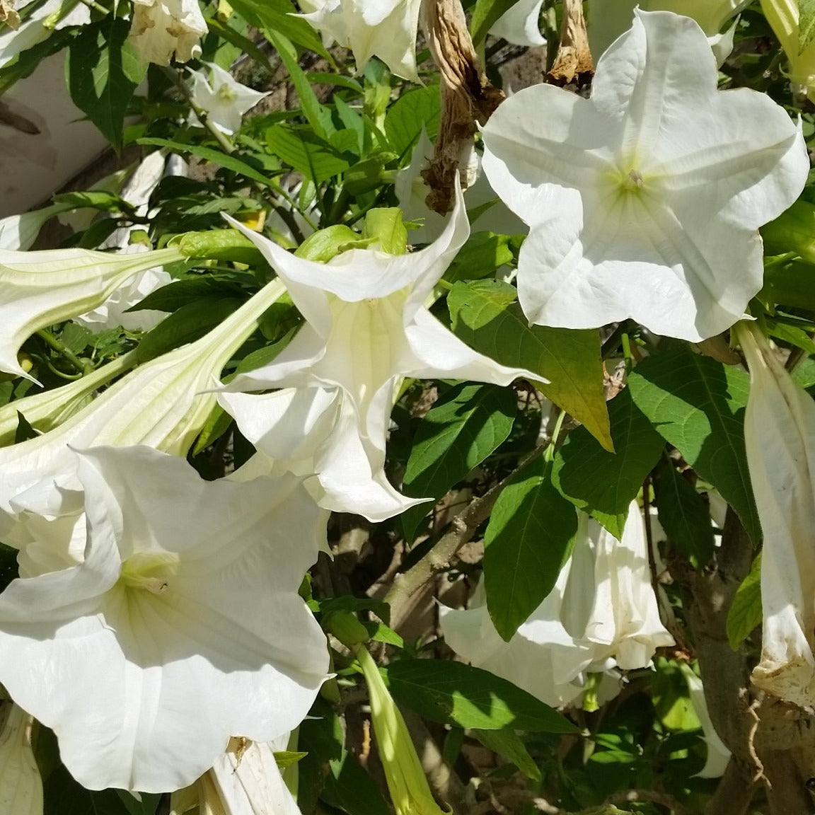 Brugmansia arborea (fiore bianco) - tromboni d'angelo (Alveolo forestale)
