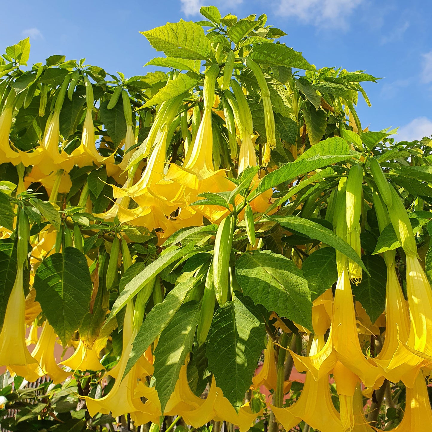 Brugmansia arborea (fiore giallo/arancio) - tromboni d'angelo (Alveolo forestale)