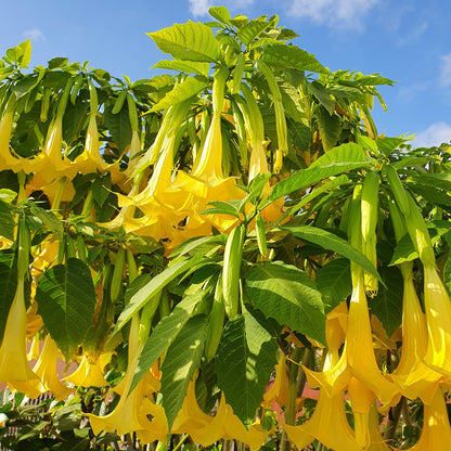 Brugmansia arborea (fiore giallo/arancio) - tromboni d'angelo (Alveolo forestale)
