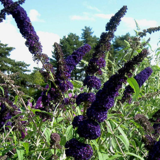 Buddleja davidii (fiore viola) - pianta delle farfalle (Alveolo forestale)