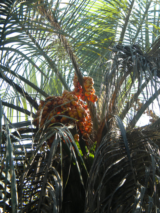 Butia capitata - buzia (Square vase 9x9x20 cm)