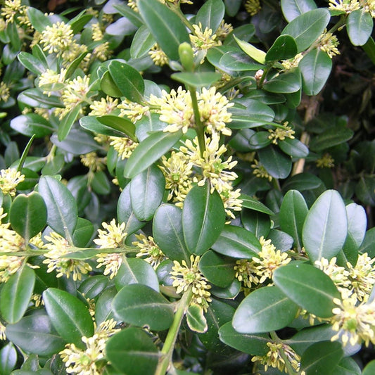 Buxus sempervirens - bosso (Alveolo forestale)