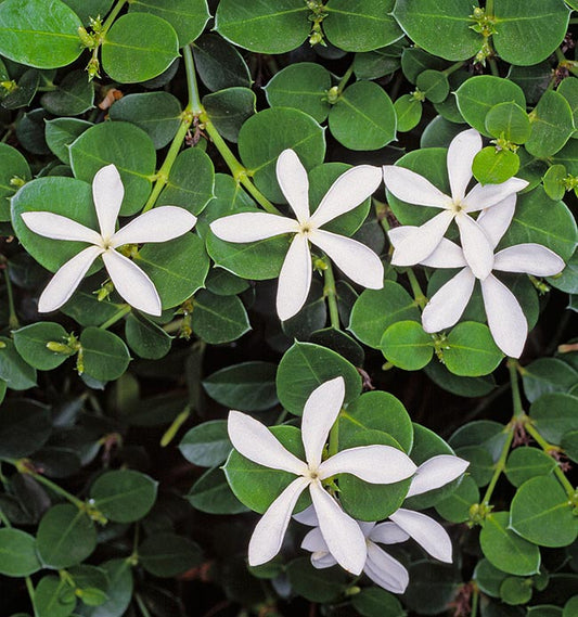 Carissa grandiflora - Prugnetta del Natal (Vaso quadro 7x7x10 cm)