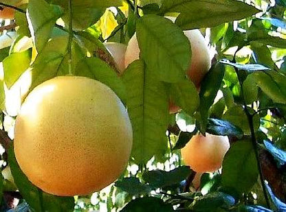 Citrus paradisi - pink grapefruit (Fitocella)