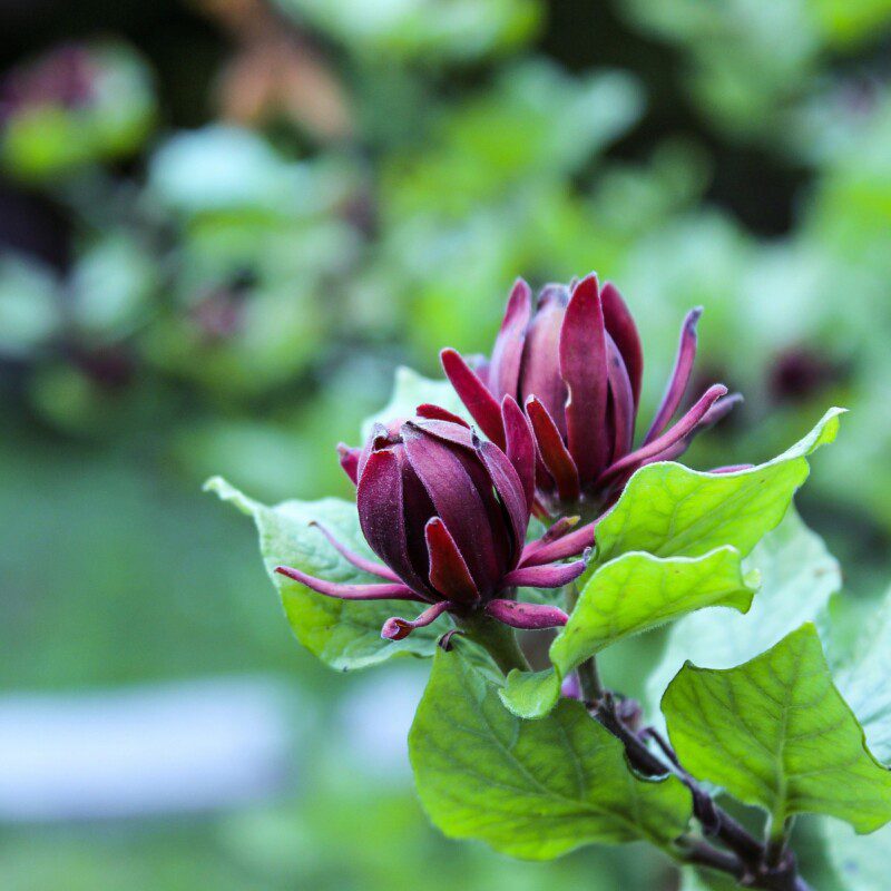 Calycanthus floridus - summer calycanthus (forest honeycomb)