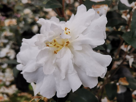 Camellia sasanqua cv "white flower" - camellia (Pot 18 cm)