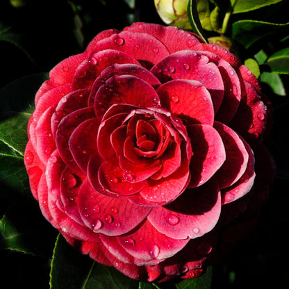 Camellia japonica cv "black lace" - camellia (Pot 18 cm)