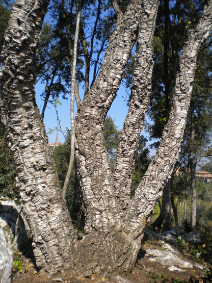 Quercus suber - sughera (Vaso 24 cm)