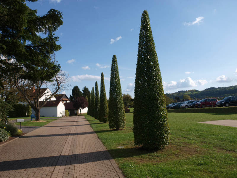 Carpinus betulus cv "fastigiata" - pyramidal hornbeam (Square vase 9x9x20 cm)