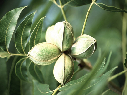 Carya illinoinensis - pecan (Forest nut)