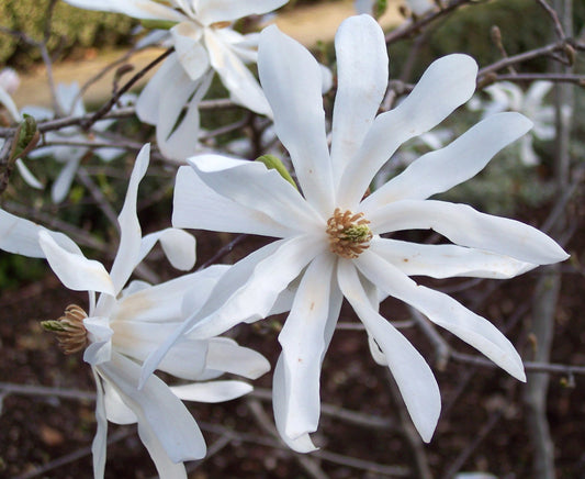 Magnolia stellata - white magnolia (Square vase 9x9x20 cm)