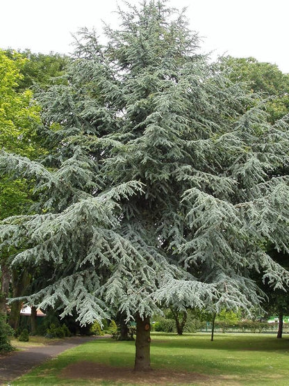 Cedrus atlantica - cedro dell'Atlante (Semi 1 gr)
