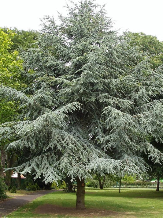 Cedrus atlantica - Atlas cedar (forest tree)
