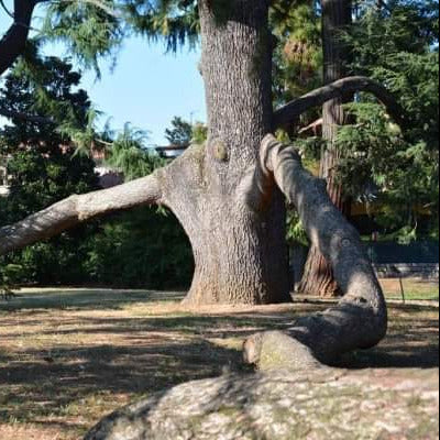 Cedrus atlantica - cedro dell'Atlante (Semi 1 gr)