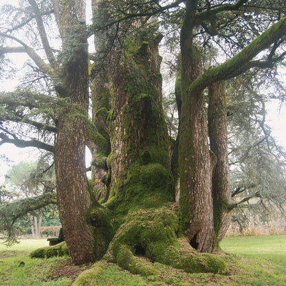 Cedrus atlantica - cedro dell'Atlante (Semi 1 gr)