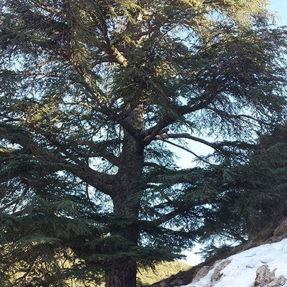 Cedrus atlantica - cedro dell'Atlante (Semi 1 gr)