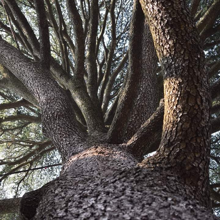 Cedrus atlantica - cedro dell'Atlante (Semi 1 gr)