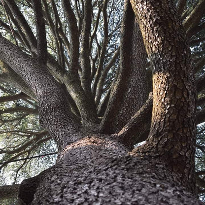 Cedrus atlantica - cedro dell'Atlante (Semi 1 gr)