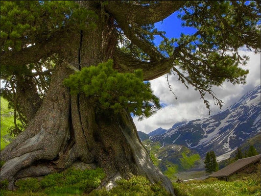 Pinus cembra - Swiss pine, Siberian pine (5 seeds)