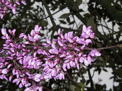 Cercis siliquastrum var. rosea - Judas tree (pink flower) (10 seeds)