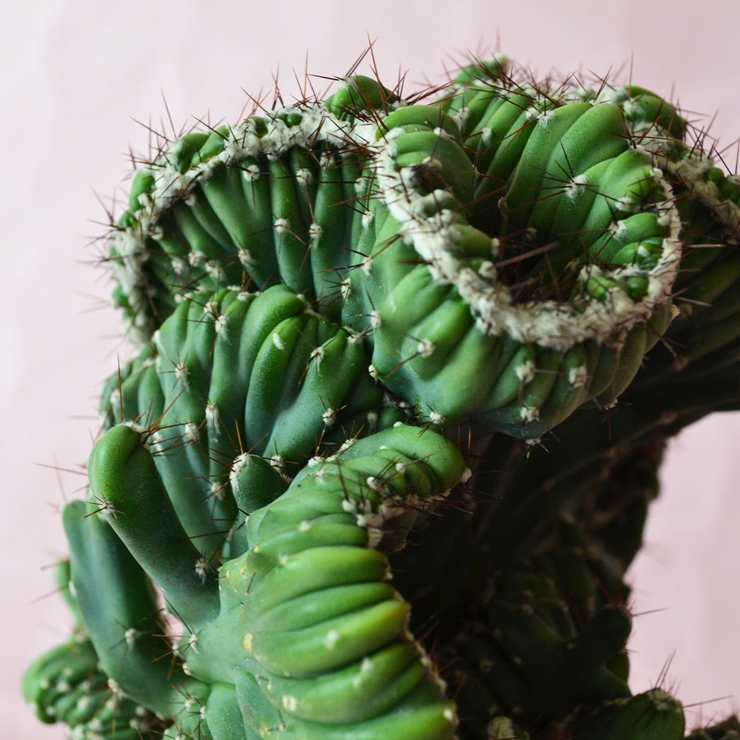 Cereus peruvianus monstruosus - crested cereus (Pot 18 cm)