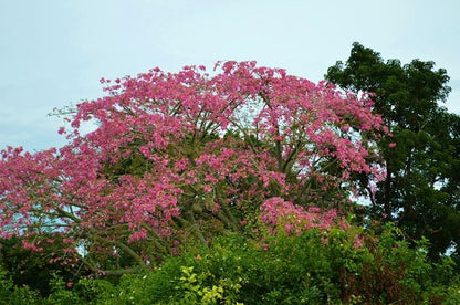 Chorisia Speciosa - Bottle Tree (Forest Tree)