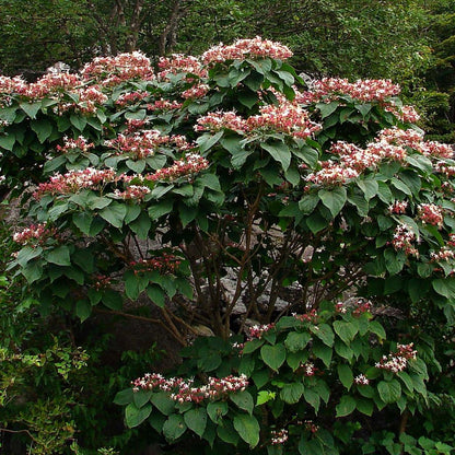 Clerodendrum trichotomum - clerodendro (Vaso 18 cm)