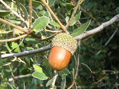 Quercus coccifera - thorny oak (Forest alveolus)