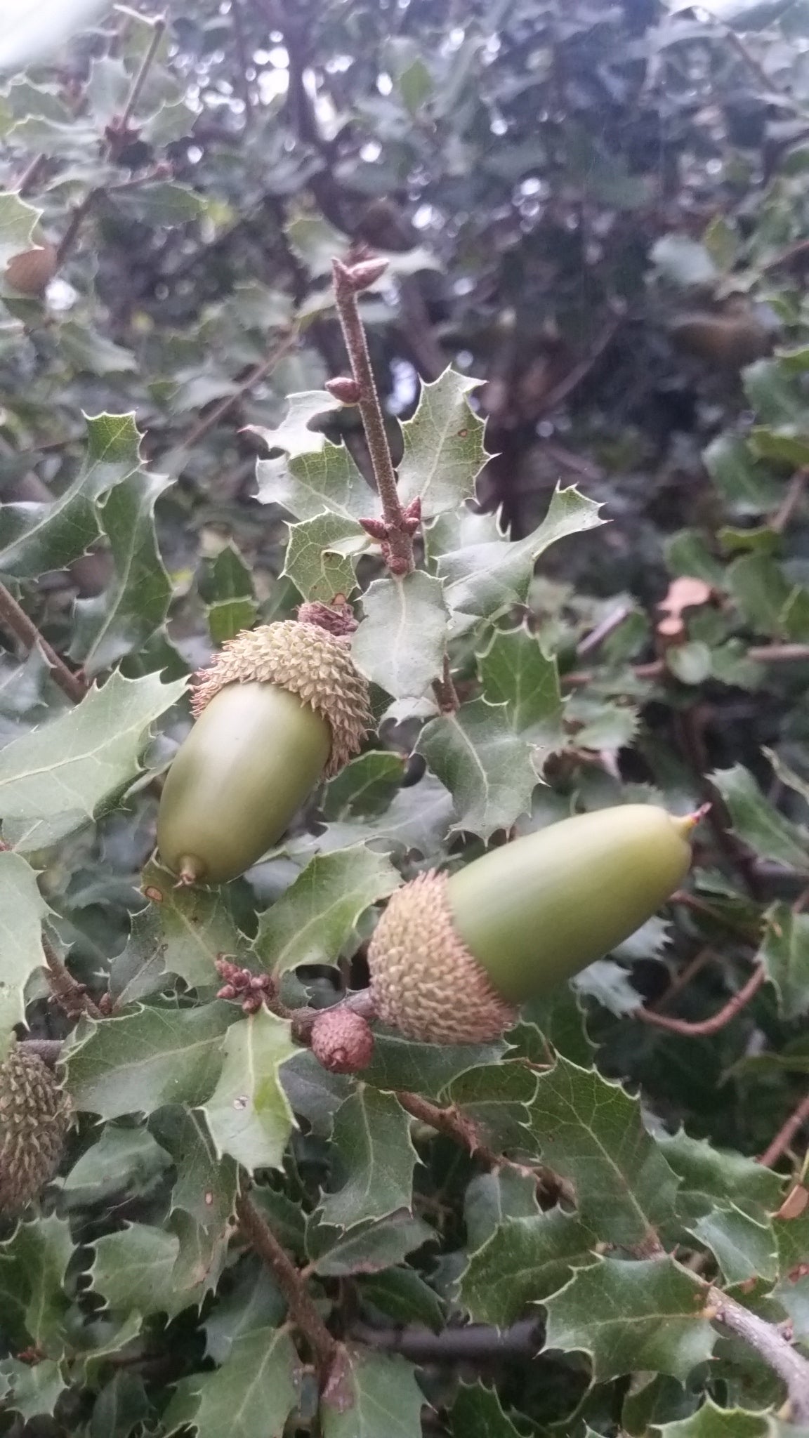 Quercus coccifera - thorny oak (Forest alveolus)