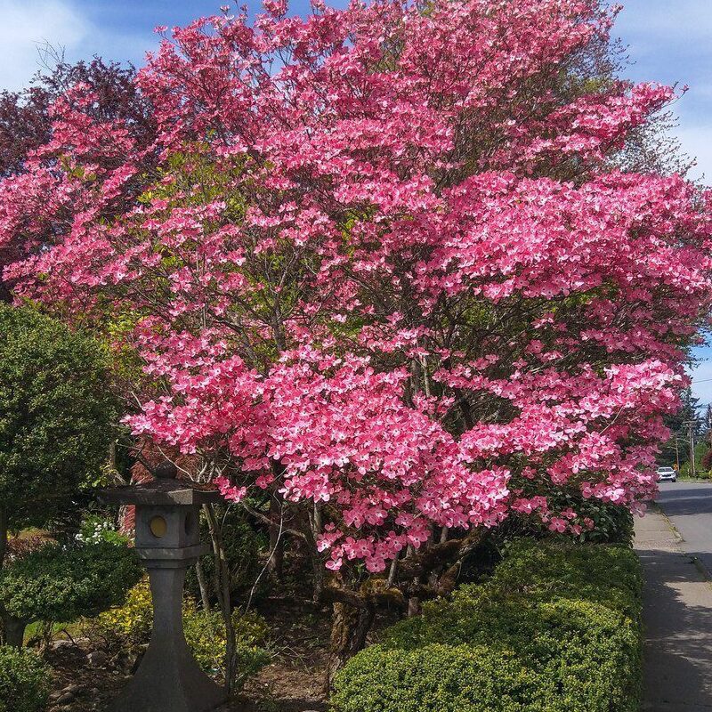 Cornus florida cv. "rubra" - corniolo da fiore (Vaso 18 cm)