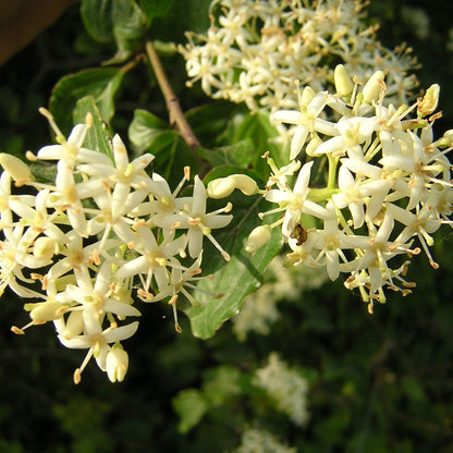 Cornus sanguinea - sanguinello (Alveolo forestale)