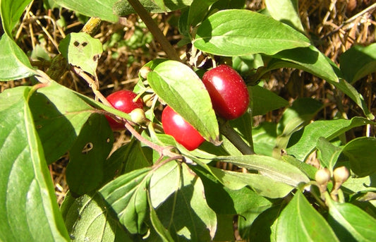 Cornus mas - dogwood (square vase 9x9x20 cm)