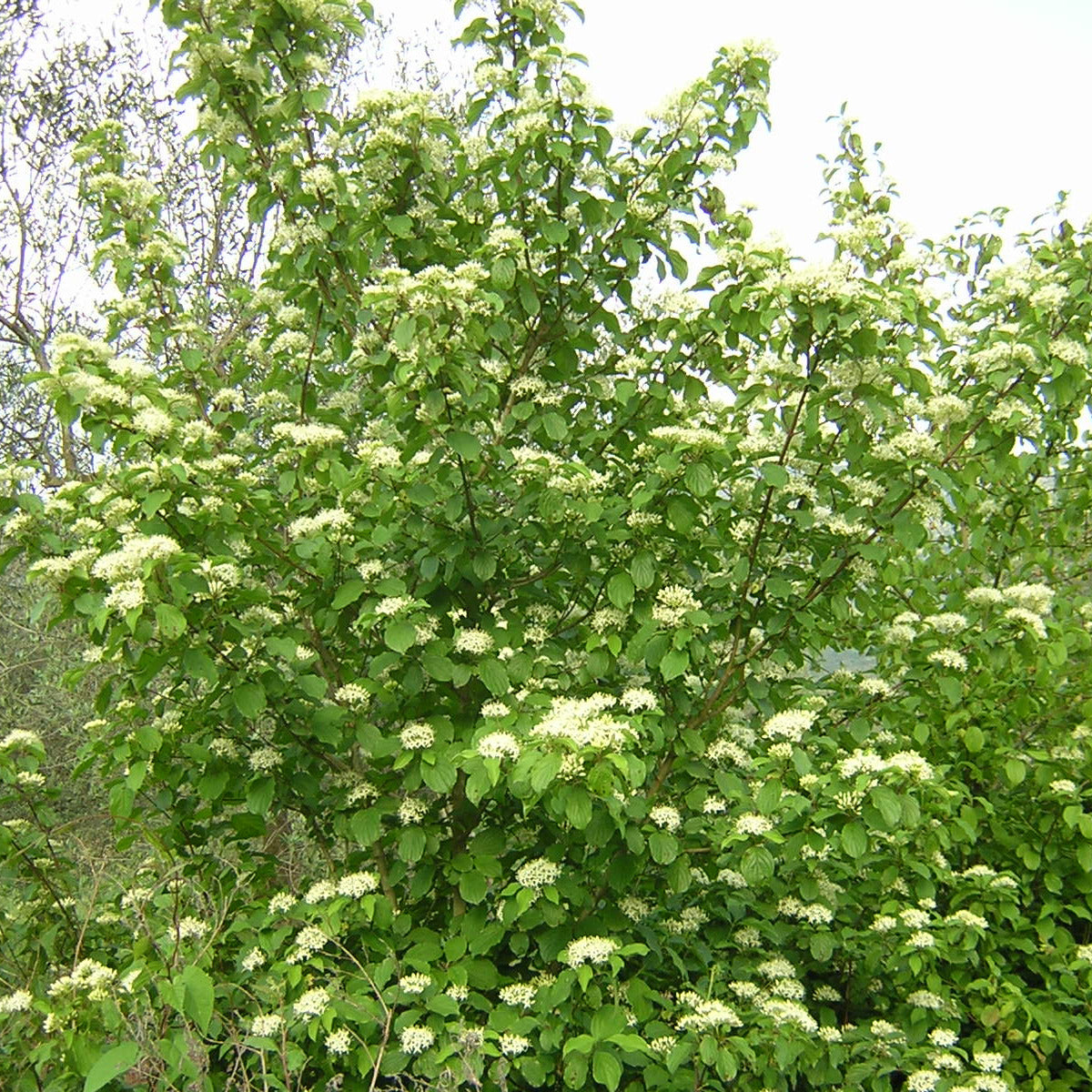 Cornus sanguinea - sanguinello (Alveolo forestale)
