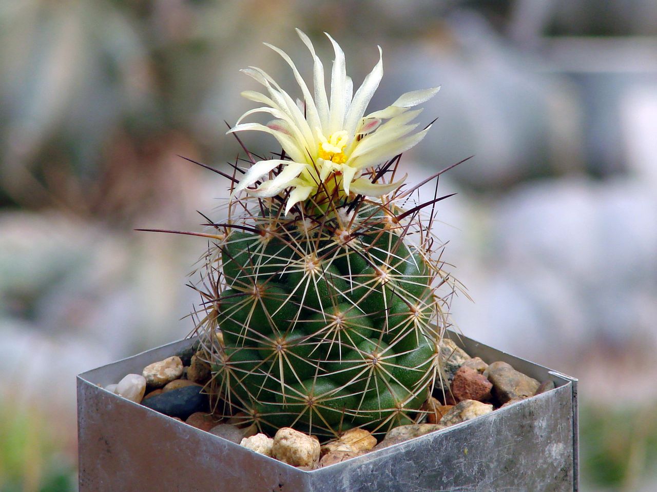 Coryphantha gladiispina - corifanta (Vaso 18 cm)