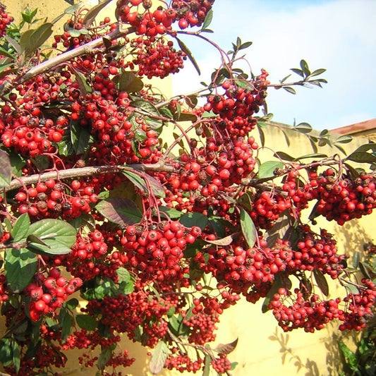 Cotoneaster lacteus - milky quince (Forest honeycomb)