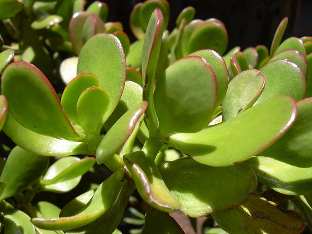 Crassula portulacea (syn. C. ovata) - Jade tree (Plant in tray) set of 2 plants