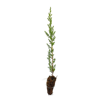 10x Cupressus macrocarpa - cipresso di Monterey, cipresso limonato (Offerta 10 Alveoli forestali)