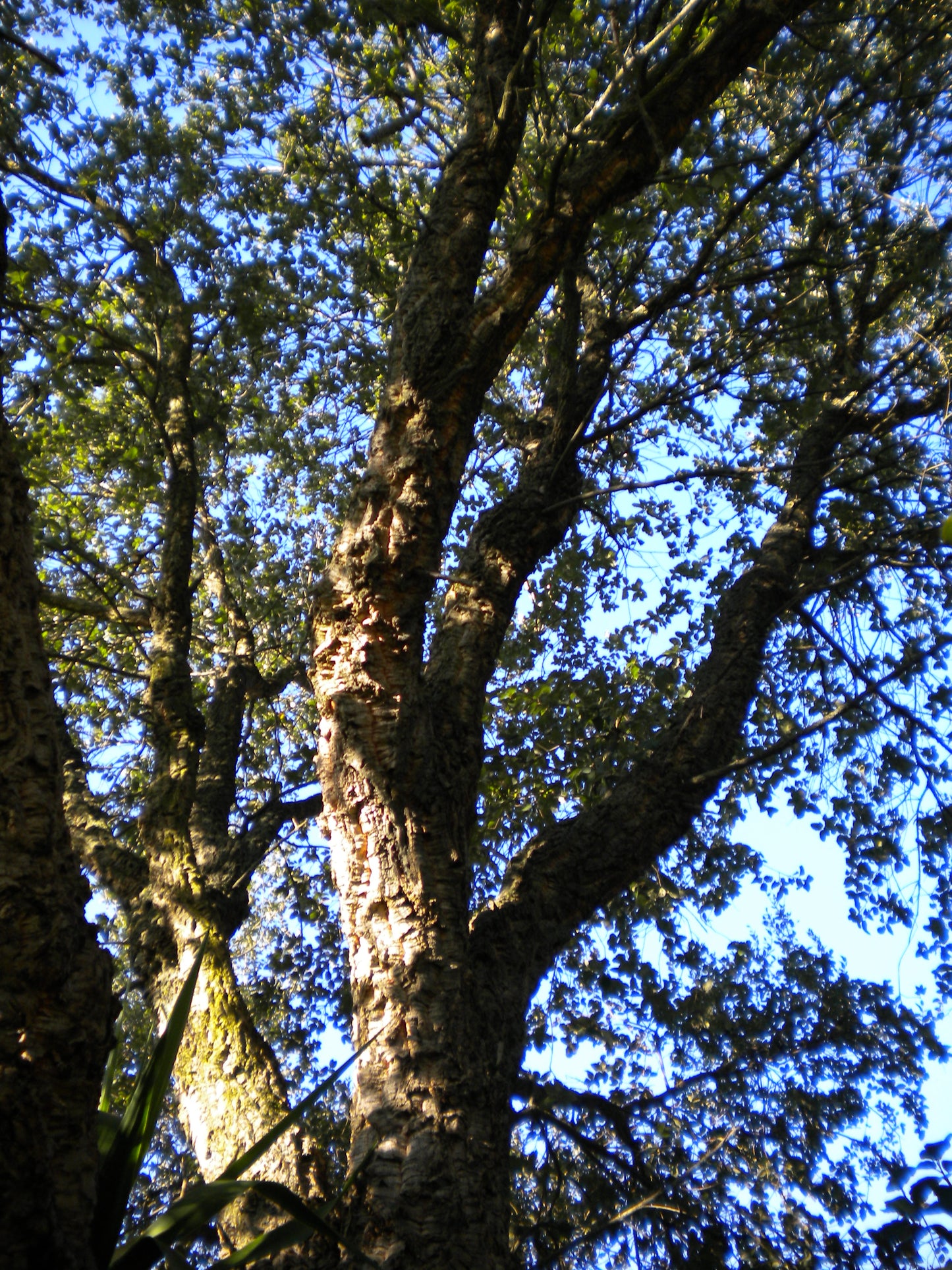 Quercus suber - sughera (Vaso 24 cm)