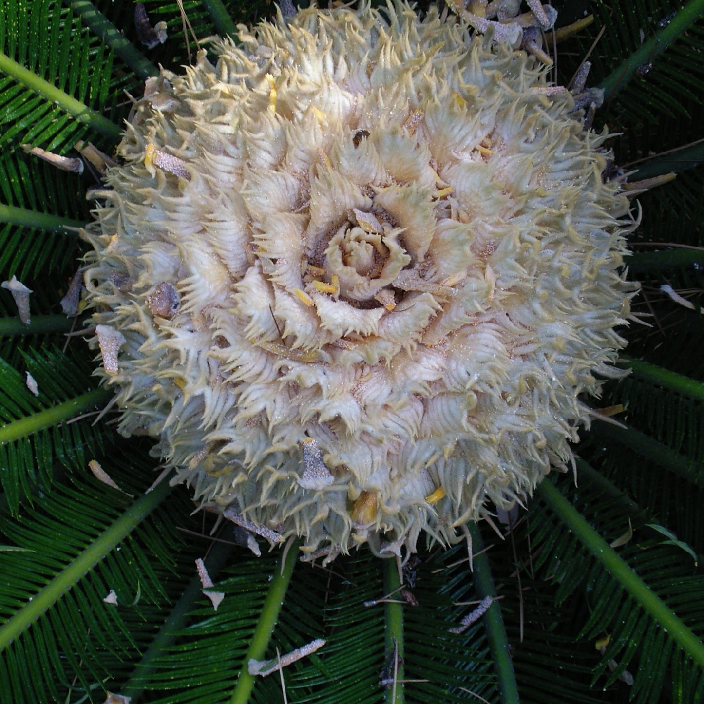 Cycas revoluta  - cicas (Vaso quadro 12x12x20 cm)