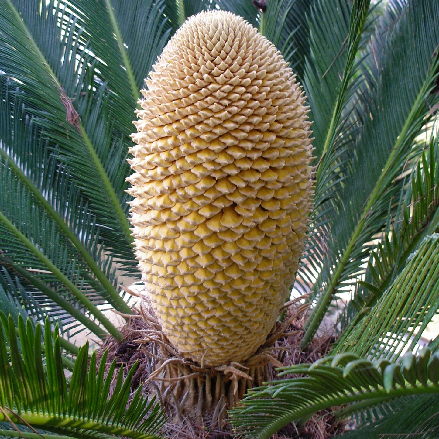 Cycas revoluta  - cicas (Vaso quadro 12x12x20 cm)